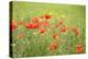 France, Provence Alpes Cote Dazur, Vaucluse, Lourmarin. Wild Poppies-Kevin Oke-Premier Image Canvas