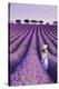 France, Provence Alps Cote d'Azur, Haute Provence, Plateau of Valensole, Lavander Fields-Michele Falzone-Premier Image Canvas