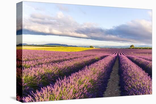 France, Provence Alps Cote D'Azur, Haute Provence-Matteo Colombo-Premier Image Canvas