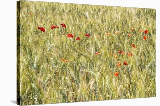 France Provence Collection - Wheat Field-Philippe Hugonnard-Premier Image Canvas