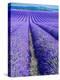 France, Provence, Lavender Field on the Valensole Plateau-Terry Eggers-Premier Image Canvas