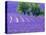 France, Provence, Lavender Field on the Valensole Plateau-Terry Eggers-Premier Image Canvas