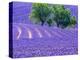 France, Provence, Lavender Field on the Valensole Plateau-Terry Eggers-Premier Image Canvas