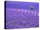 France, Provence, Lone Tree in Lavender Field-Terry Eggers-Premier Image Canvas