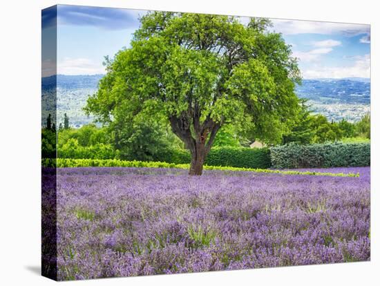 France, Provence, Lone Tree in Lavender Field-Terry Eggers-Premier Image Canvas