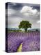 France, Provence, Lone Tree in Lavender Field-Terry Eggers-Premier Image Canvas