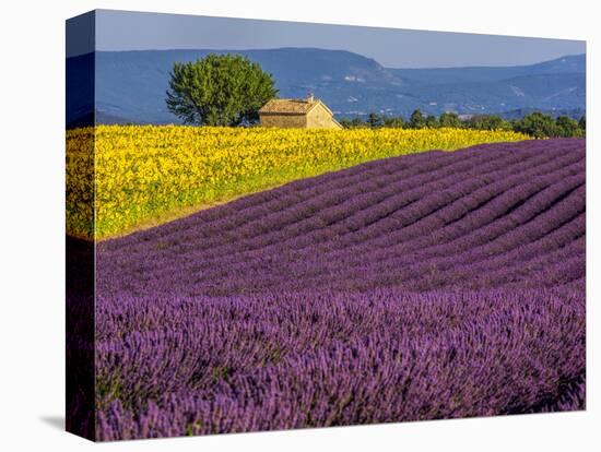 France, Provence, Old Farm House in Field of Lavender and Sunflowers-Terry Eggers-Premier Image Canvas