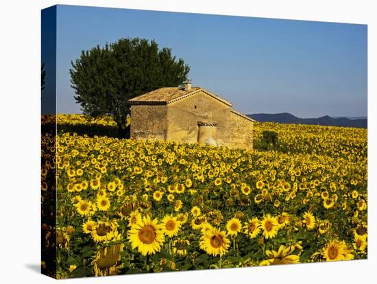 France, Provence, Old Farm House in Field of Sunflowers-Terry Eggers-Premier Image Canvas