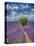 France, Provence, Valensole, Lone Tree in Lavender Field-Terry Eggers-Premier Image Canvas