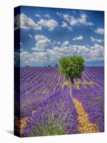 France, Provence, Valensole, Lone Tree in Lavender Field-Terry Eggers-Premier Image Canvas