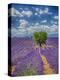 France, Provence, Valensole, Lone Tree in Lavender Field-Terry Eggers-Premier Image Canvas