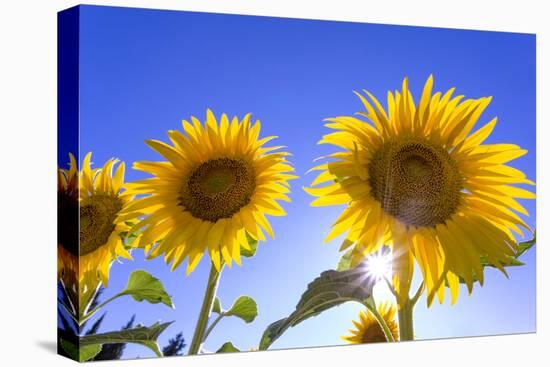 France, Provence, Valensole Plateau. Sunburst on sunflowers.-Jaynes Gallery-Premier Image Canvas