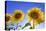 France, Provence, Valensole Plateau. Sunburst on sunflowers.-Jaynes Gallery-Premier Image Canvas