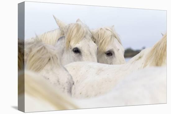 France, The Camargue, Saintes-Maries-de-la-Mer. Camargue Horse herd.-Ellen Goff-Premier Image Canvas