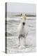 France, The Camargue, Saintes-Maries-de-la-Mer. Camargue horse in the Mediterranean Sea.-Ellen Goff-Premier Image Canvas