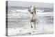 France, The Camargue, Saintes-Maries-de-la-Mer. Camargue horse in the Mediterranean Sea.-Ellen Goff-Premier Image Canvas