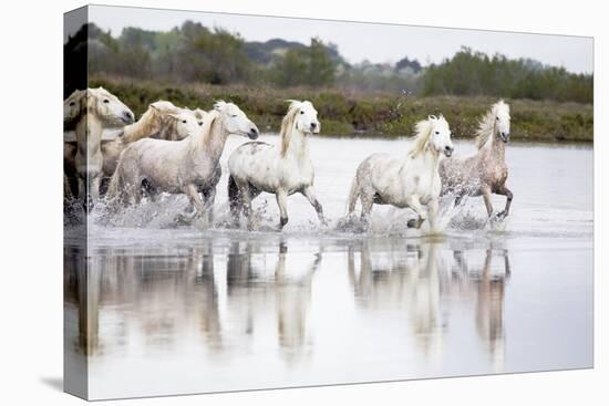 France, The Camargue, Saintes-Maries-de-la-Mer. Camargue horses running through water.-Ellen Goff-Premier Image Canvas