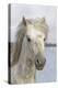 France, The Camargue, Saintes-Maries-de-la-Mer, Portrait of a Camargue horse.-Ellen Goff-Premier Image Canvas