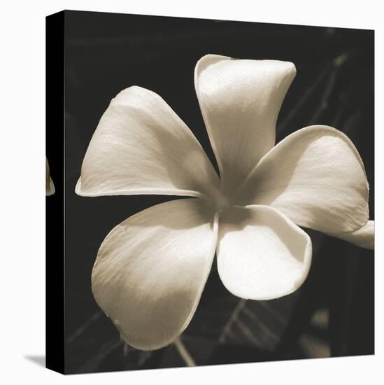 Frangipani Twilight II-Tony Koukos-Stretched Canvas