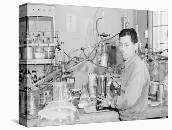 Frank Hirosama in laboratory at Manzanar, 1943-Ansel Adams-Premier Image Canvas