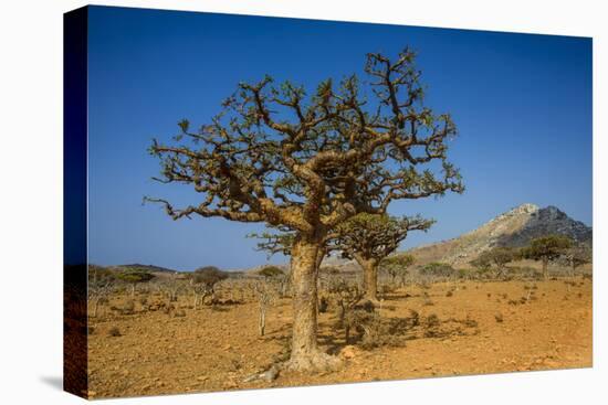 Frankincense Trees (Boswellia Elongata), Homil Protected Area, Island of Socotra-Michael Runkel-Premier Image Canvas