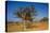 Frankincense Trees (Boswellia Elongata), Homil Protected Area, Island of Socotra-Michael Runkel-Premier Image Canvas