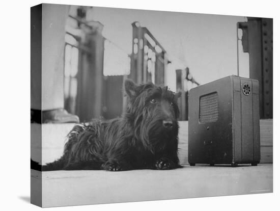 Franklin D. Roosevelt's Dog Fala, Listening to the President's Speech on the Radio-George Skadding-Premier Image Canvas