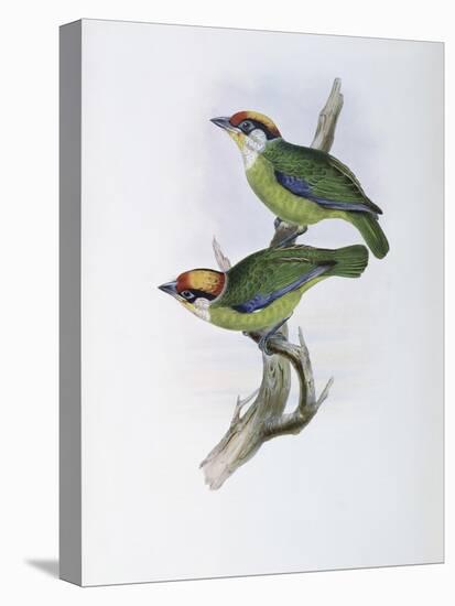 Franklin's Barbet-John Gould-Premier Image Canvas