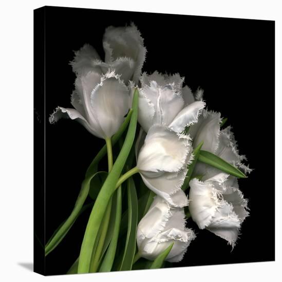 Frayed Tulips-Magda Indigo-Premier Image Canvas