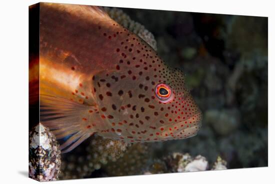 Freckled Hawkfish (Paracirrhites Forsteri) a Reef Fish That Feeds on Small Fish and Shrimps-Louise Murray-Premier Image Canvas
