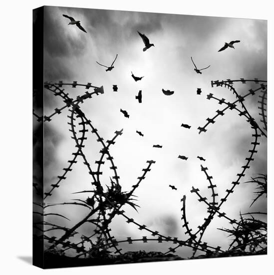 Free As a Bird-George Digalakis-Premier Image Canvas