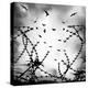 Free As a Bird-George Digalakis-Premier Image Canvas