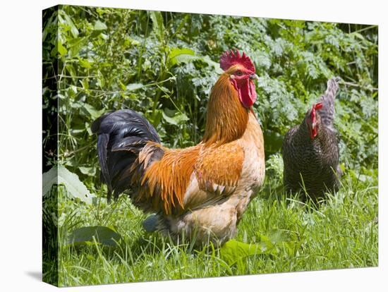 Free-range Chickens-Paul Rapson-Premier Image Canvas