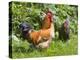 Free-range Chickens-Paul Rapson-Premier Image Canvas