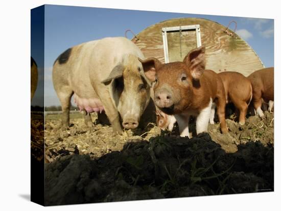 Free Range Organic Pig Sow with Piglets, Wiltshire, UK-T.j. Rich-Premier Image Canvas