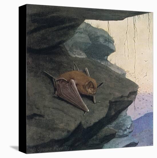 Free Tailed Bat-Louis Agassiz Fuertes-Premier Image Canvas