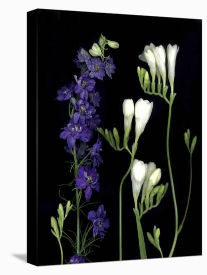 Freesia and Delphinium on Black Background-Anna Miller-Premier Image Canvas