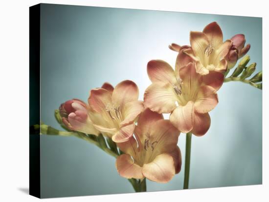 Freesia, Flower, Blossoms, Buds, Still Life, Pink, Yellow, Blue-Axel Killian-Premier Image Canvas