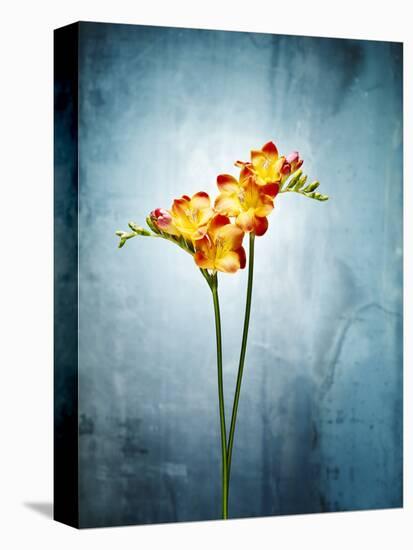 Freesia, Flower, Blossoms, Buds, Still Life, Red, Yellow, Blue-Axel Killian-Premier Image Canvas