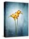 Freesia, Flower, Blossoms, Buds, Still Life, Red, Yellow, Blue-Axel Killian-Premier Image Canvas