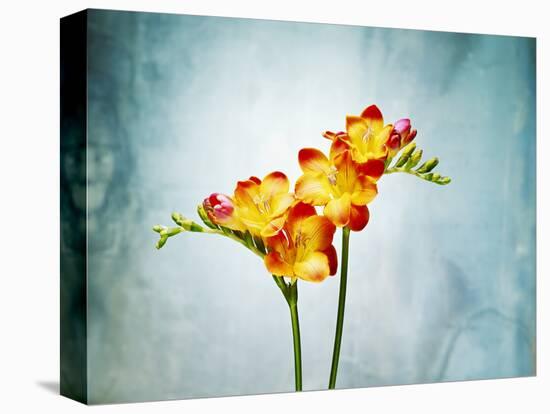 Freesia, Flower, Blossoms, Buds, Still Life, Red, Yellow, Blue-Axel Killian-Premier Image Canvas