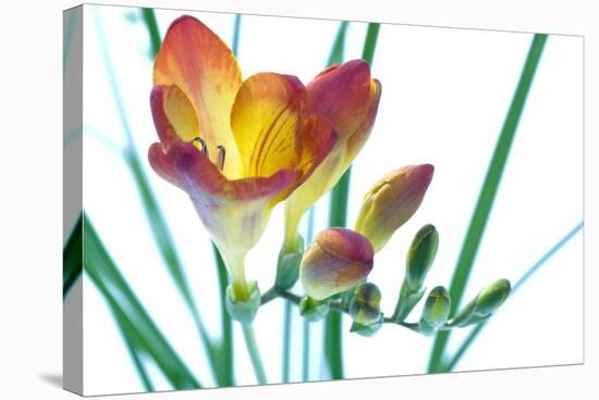 Freesia (Freesia Sp.)-Lawrence Lawry-Premier Image Canvas