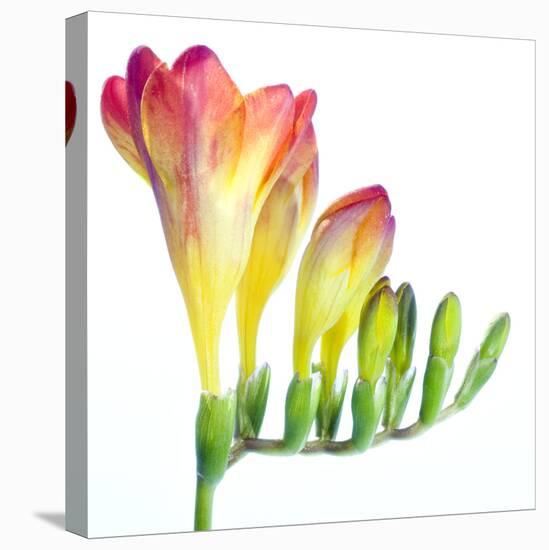 Freesia (Freesia Sp.)-Lawrence Lawry-Premier Image Canvas