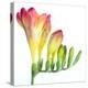 Freesia (Freesia Sp.)-Lawrence Lawry-Premier Image Canvas