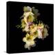 Freesia II-Magda Indigo-Premier Image Canvas