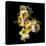Freesia in Yellow and Pink-Magda Indigo-Premier Image Canvas