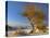Fremont Cottonwood single tree in desert, White Sands National Monument, New Mexico-Tim Fitzharris-Stretched Canvas