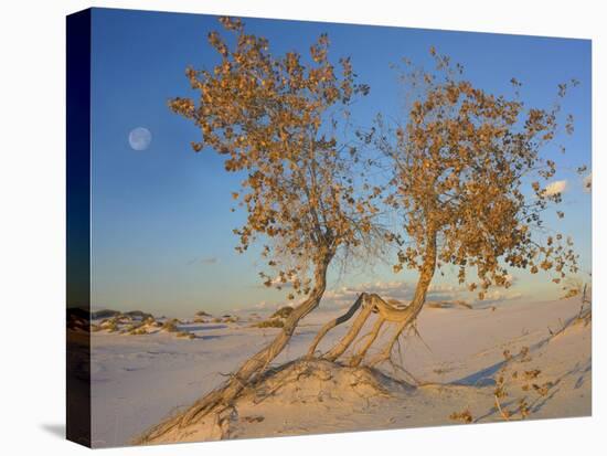 Fremont Cottonwood trees, White Sands National Monument, New Mexico-Tim Fitzharris-Stretched Canvas