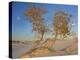 Fremont Cottonwood trees, White Sands National Monument, New Mexico-Tim Fitzharris-Stretched Canvas