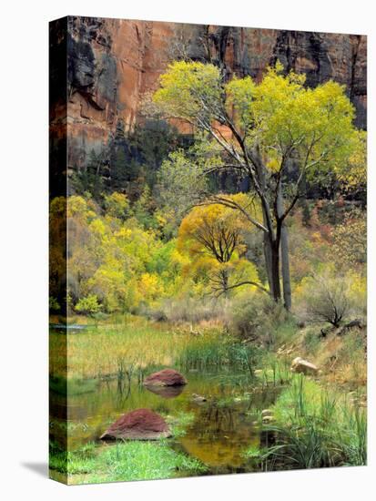 Fremont Cottonwoods, Zion National Park, Utah, USA-Scott T. Smith-Premier Image Canvas